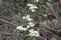 Clematis montana